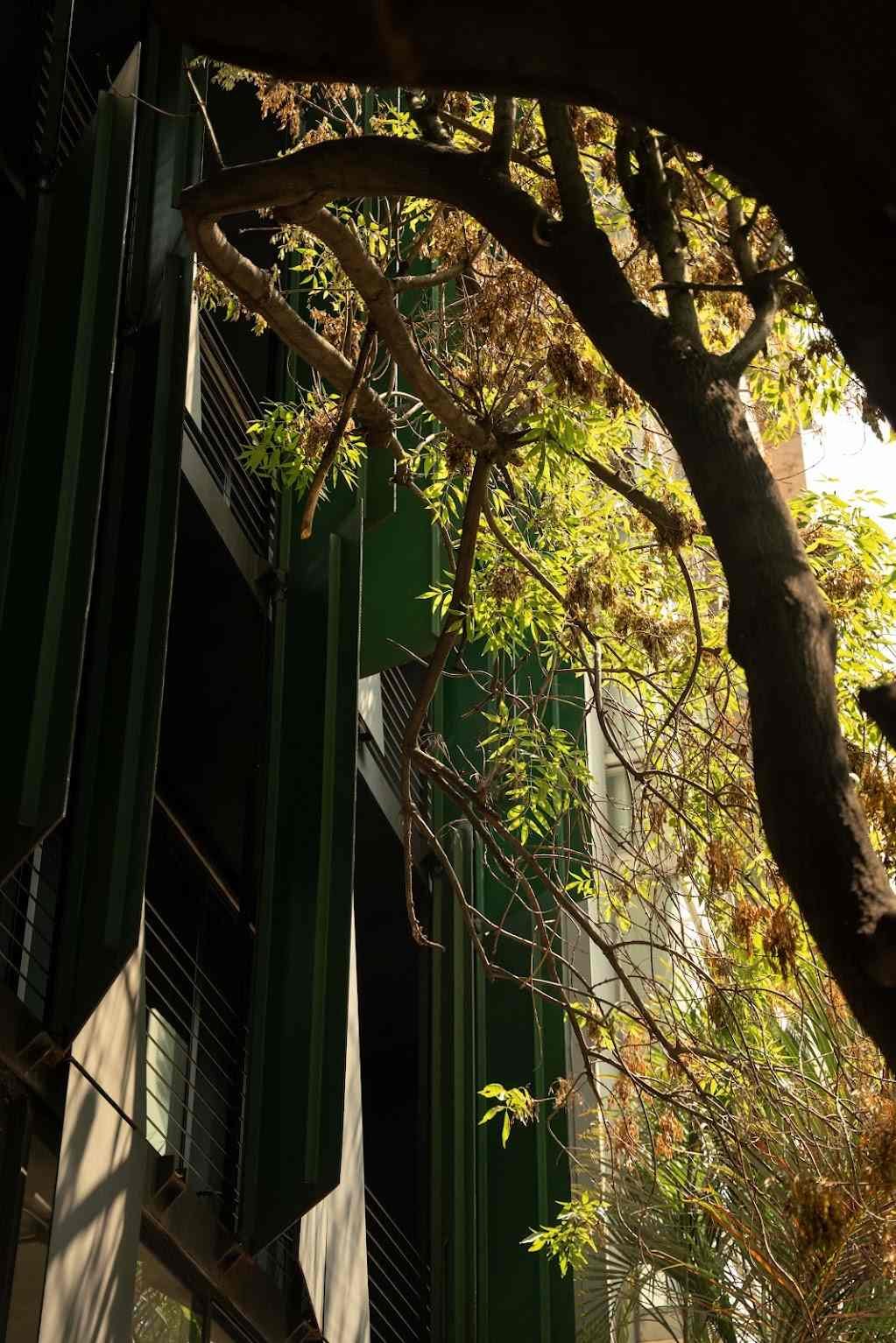 Boga's facade framed by tree branches